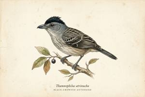 Black-crowned Antshrike illustration
