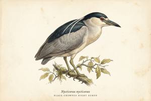 Black-crowned Night Heron illustration