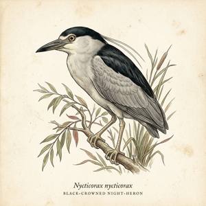 Black-crowned Night-Heron illustration