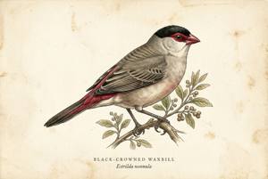 Black-crowned Waxbill illustration