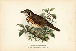 Black-eared Ground-Thrush illustration