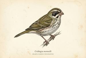 Black-eared Seedeater illustration