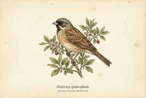 Black-faced Bunting illustration