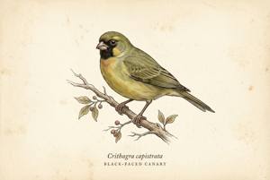 Black-faced Canary illustration