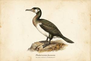 Black-faced Cormorant illustration