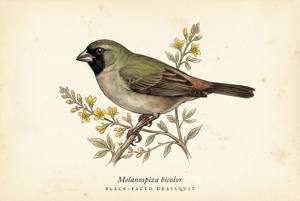 Black-faced Grassquit illustration