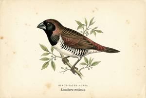 Black-faced Munia illustration