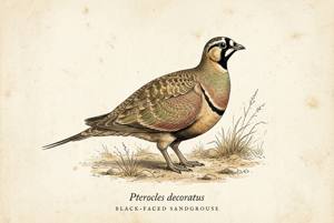 Black-faced Sandgrouse illustration