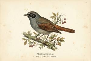 Black-faced Solitaire illustration