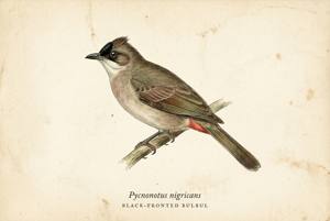 Black-fronted Bulbul illustration