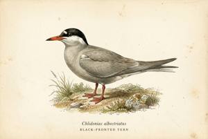 Black-fronted Tern illustration