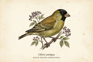Black-headed Greenfinch illustration