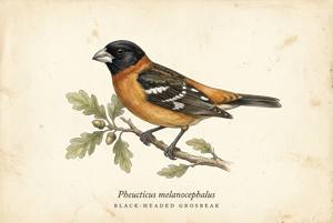 Black-headed Grosbeak illustration