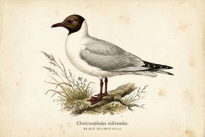 Black-headed Gull illustration