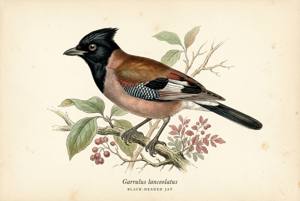 Black-headed Jay illustration