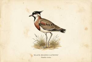 Black-headed Lapwing illustration