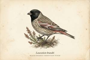 Black-headed Mountain Finch illustration