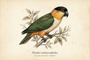 Black-headed Parrot illustration