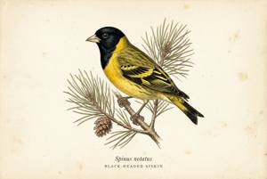 Black-headed Siskin illustration