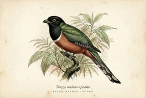 Black-headed Trogon illustration