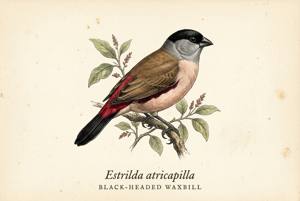 Black-headed Waxbill illustration