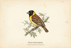 Black-headed Weaver illustration