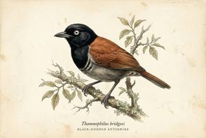 Black-hooded Antshrike illustration