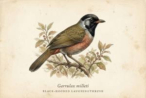 Black-hooded Laughingthrush illustration