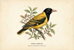 Black-hooded Oriole illustration
