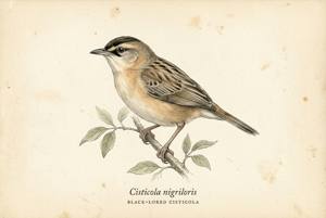Black-lored Cisticola illustration