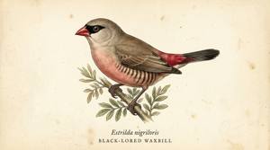 Black-lored Waxbill illustration