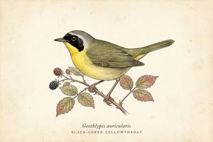 Black-lored Yellowthroat illustration