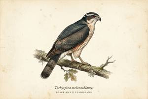 Black-mantled Goshawk illustration