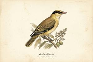Black-naped Oriole illustration