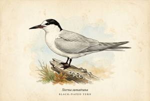 Black-naped Tern illustration