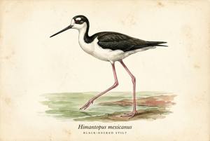 Black-necked Stilt illustration