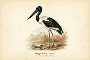 Black-necked Stork illustration