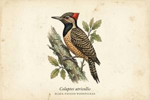 Black-necked Woodpecker illustration