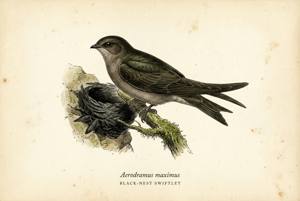 Black-nest Swiftlet illustration