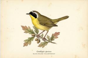 Black-polled Yellowthroat illustration