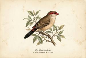 Black-rumped Waxbill illustration