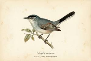 Black-tailed Gnatcatcher illustration