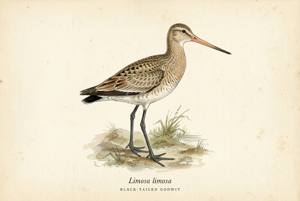 Black-tailed Godwit illustration