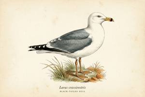 Black-tailed Gull illustration