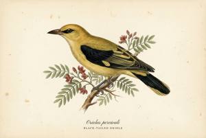 Black-tailed Oriole illustration