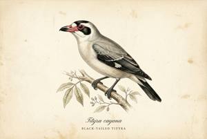 Black-tailed Tityra illustration