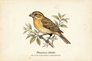 Black-thighed Grosbeak illustration