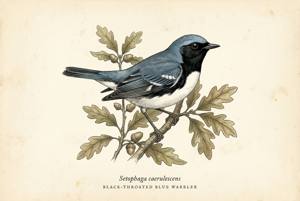 Black-throated Blue Warbler illustration