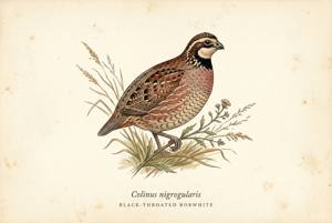 Black-throated Bobwhite illustration