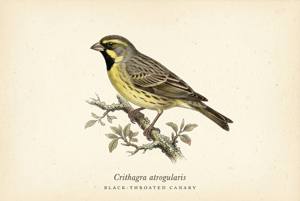 Black-throated Canary illustration